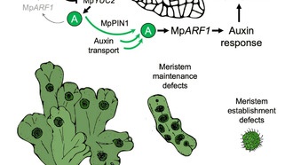 Ученые нашли древний генетический переключатель, позволивший растениям завоевать сушу