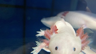 Аксолотли регенерируют функциональный тимус после полного удаления