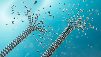 Ученые раскрыли, как микротрубочки передают сигналы внутри клетки