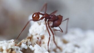 Гриб-«паразит» муравьёв оказался старше их на 18 миллионов лет