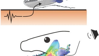 У древних предков млекопитающих обнаружили современный слух