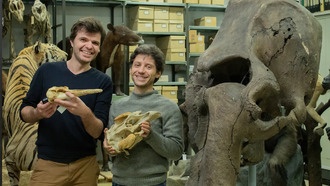 Обоняние, записанное в костях: как черепа млекопитающих раскрывают эволюцию нюха