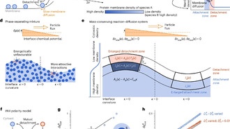 Новая модель объясняет, как реакционно-диффузионные сети образуют «пены»