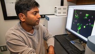 Учёные выяснили, как раковые клетки «теряют чувство времени», чтобы избежать гибели