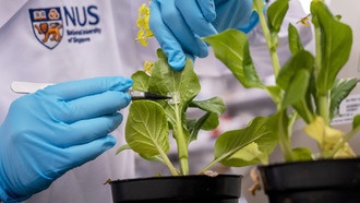 Микроиглы доставляют биоудобрения прямо в растения, ускоряя рост и сокращая отходы