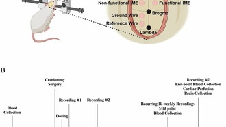Наночастицы, имитирующие тромбоциты, улучшают работу электродов для нейроинтерфейсов