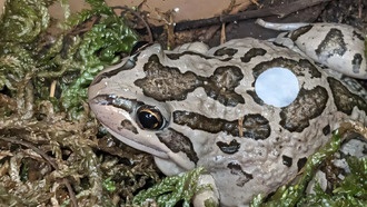 Учёные разработали неинвазивные пластыри для мониторинга здоровья лягушек