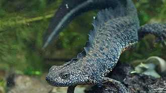 Учёные раскрыли генетическую ловушку, убивающую половину потомства тритонов