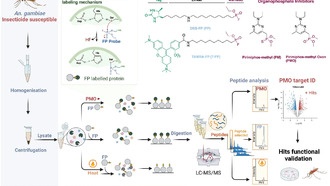 Учёные обнаружили новый механизм устойчивости малярийных комаров к инсектицидам