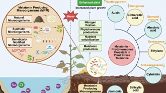 Мелатонин «будит» растения, стимулируя рост и повышая устойчивость к стрессу