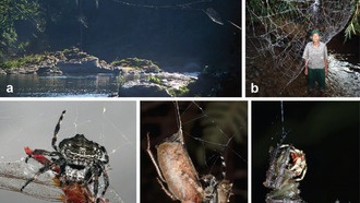 Учёные выяснили, почему паучий шёлк самок прочнее, чем у самцов