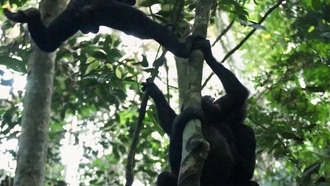 Самцы бонобо научились «читать» неточные сигналы фертильности самок