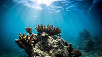 Связи между коралловыми рифами повышают их устойчивость