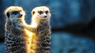 Люди оказались в «высшей лиге» моногамии между сурикатами и бобрами