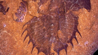 Окаменелость мечехвоста показала древнюю массовую гибель и одну из первых болезней животных