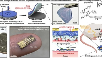 Ученые создали наномембрану, которая становится мягкой при контакте с живой тканью
