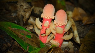 Ученые раскрыли эволюционные тайны редкого паразитического растения Balanophora