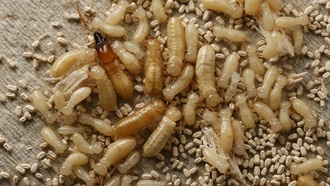 Микробы в экскрементах термитов помогут определить давность заражения дома