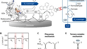Поглотитель кислорода удваивает точность биосенсоров для медицины и сельского хозяйства