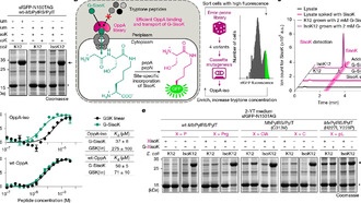 Ученые создали систему для массового внедрения искусственных аминокислот в белки