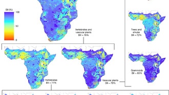 Исследование: в Африке к югу от Сахары исчезло 24% биоразнообразия