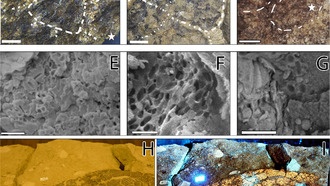 Учёные обнаружили возможную пятнистую окраску у диплодока