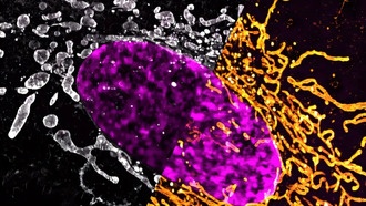 Белок LACTB открывает новый механизм контроля клеточной смерти