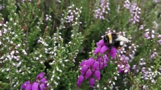 Медоносные пчелы вытесняют шмелей даже на богатых цветами вересковых пустошах