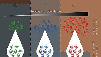 Вирусы в торфяниках оказались индикаторами здоровья экосистемы