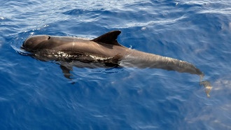 В Северной Атлантике обнаружены новые цирковирусы у китов и косаток