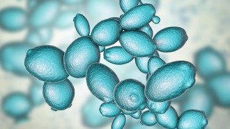 Ученые выпустили руководство по созданию синтетического генома