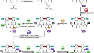 Расшифрован путь создания природного антибиотика бифеномицина
