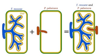 Полезные грибы меняют мембраны растений, чтобы защитить их от болезней