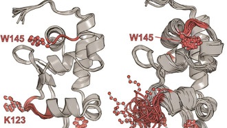 Учёные открыли новый механизм взаимодействия белка и РНК для борьбы с фиброзом