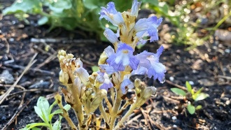 Паразитические растения «самоактивируют» свои органы для успешного заражения