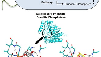 Бактерии-фабрики: учёные создали дешёвый способ производства полезного сахарозаменителя
