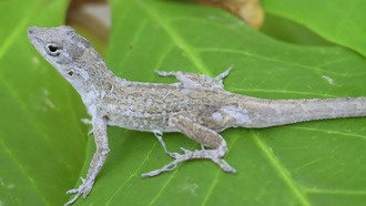 Ураганы меняют эволюцию ящериц в США