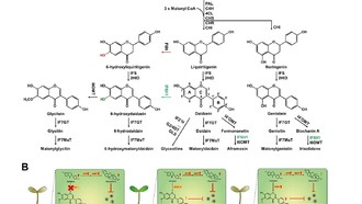Учёные раскрыли путь синтеза глицитеина и его роль в защите сои от болезней