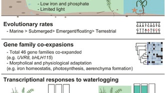 Ученые раскрыли геномные механизмы адаптации растений к водной среде