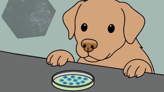 Ученые создали среду для культивирования стволовых клеток собак без человеческих компонентов