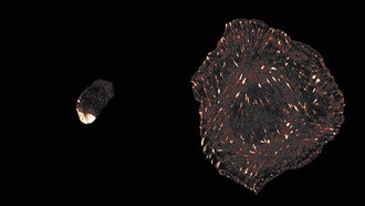 Учёные раскрыли древнюю форму клеточной адгезии