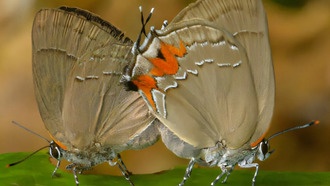 Учёные открыли девять новых видов бабочек в коллекции Лондонского музея