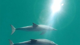 Дружба замедляет старение у дельфинов, как и у людей