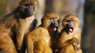 Власть имеет свою цену: доминантные павианы хуже спят по ночам