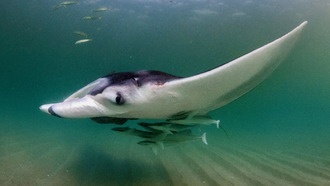 Молодые скаты манта создают вокруг себя мобильные экосистемы