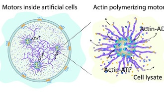 В искусственные клетки встроили нанодвигатели для создания внутреннего скелета