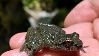 После масштабных пожаров в водоёмах Каскадных гор обнаружили изобилие рыб и земноводных