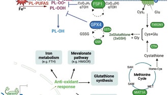 Учёные открыли молекулярный путь, защищающий клетки от окислительного стресса и ферроптоза