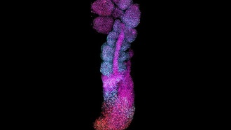 Учёные создали модель для изучения раннего развития эмбриона человека