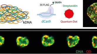 Цепочки ДНК паразита вдохновляют на создание новых материалов
